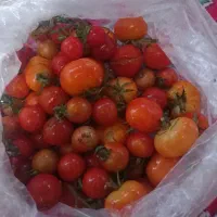 کوجه محلی