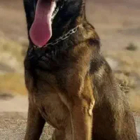 توله مالینویز
