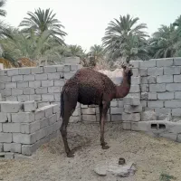 هاشی فروشی