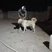 سگ پژدر