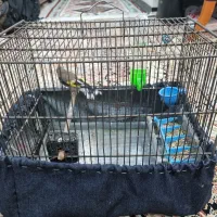 سره نر|پرنده|تهران, بلورسازی|دیوار