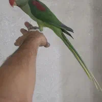 شاه طوطی رام و دستی پر صاف|پرنده|قرچک, زیبا شهر|دیوار