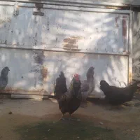 مرغ و خروس فروشی|حیوانات مزرعه|خورموج, |دیوار