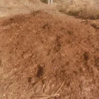 کود گوسفندی