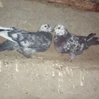 کبوتر فیت مطابق عکس|پرنده|بن, |دیوار