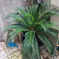 گل سیکاس|گل و گیاه طبیعی|رشت, احمد گوراب|دیوار