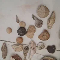 تعدادی سنگ فسیلی