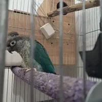 جفت گرینچیک تراکوییس یلوساید بالغ با تست جنسیت