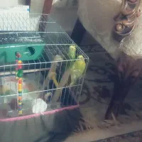 دو عدد مرغ عشق با تمام وسایل