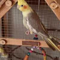 جوجه عروس هلندی|پرنده|تهران, والفجر (افسریه)|دیوار