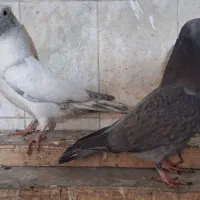 کبوتر نوک قنار