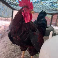 خروس لندنی درشت هیکل