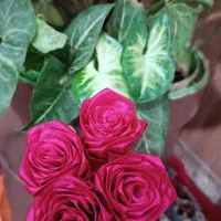 گل برای روز مادر و مناسبت های مختلف|گل مصنوعی|سقز, |دیوار