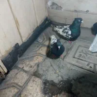 دوگل سیاه با جوجه هاش علان سیخ پرن دورشت پرش خوشگل