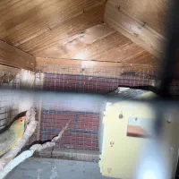 فنچ اروپایی|پرنده|تهران, اکباتان|دیوار