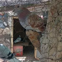 کفتر افغان|پرنده|میانه, |دیوار