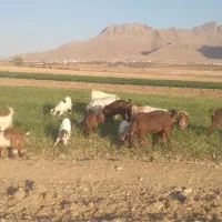 فروش ۹راس بز با۸ راس بزغاله|حیوانات مزرعه|داران, |دیوار