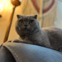 ماده اسکاتیش فولد عقیم نشده