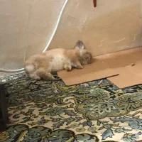 خرگوش لپ دار آرام خانگی