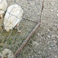 جوجه بوقلمون گوشتی بیوتی