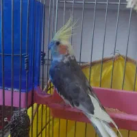 عروس هلندی نر