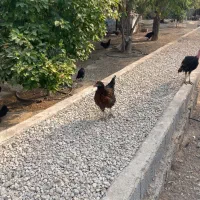 مرغ و خروس محلی