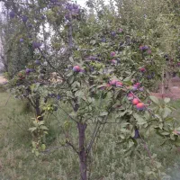 زمین-باغی