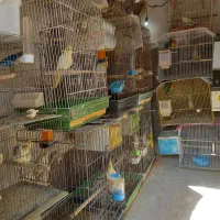 عروس هلندی|پرنده|رباط‌کریم, رباط‌کریم|دیوار