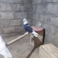 کبوتر