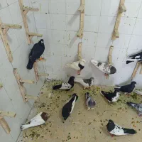 کفتر|پرنده|شیراز, لب آب|دیوار