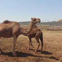 زاییده اروم افساری دوشی