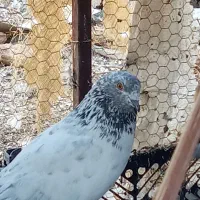 دوتا کفتر نر معامله با مرغ عشق|پرنده|ایرانشهر, |دیوار