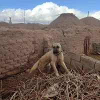 سگ سرابی جوان