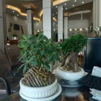 آشپز  اقا جهت کار در آشپزخانه رستوران