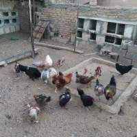 سلام تعدادی مرغ و خروس ویک تله گربه گیر