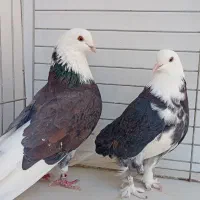 ۱۳جفت نروماده دونسته