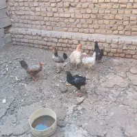 مرغ جوان