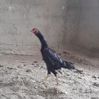 1 خروس لاری اصیل 3 مرغ لاری اصیل