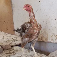 مرغ لاری اصل 6 عدد|حیوانات مزرعه|قرچک, زیبا شهر|دیوار