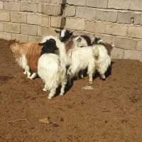 نر کره ماده کره