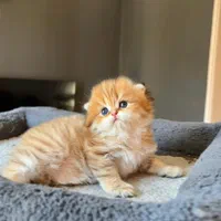 بچه گربه های گلد شعبه اصلی