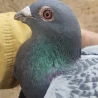 پلاکی مسافتی|پرنده|ملکان, |دیوار