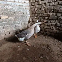 قوغاز|حیوانات مزرعه|زابل, |دیوار