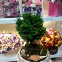 تعویض خاک و خدمات گل کاری در محل شما