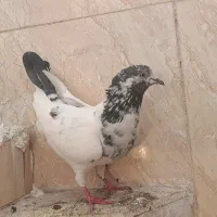 کفتر کبوتر پرنده|پرنده|محمدشهر, ولدآباد|دیوار