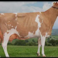 گوشت گاو ماده