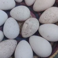 تخم بوقلمون نطفه دار