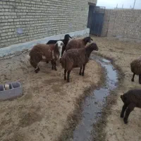 بره پاییزه پشم شیری