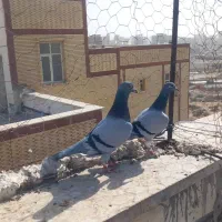 چند جفت مسافتی فروشی|پرنده|چابهار, |دیوار