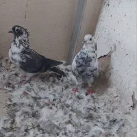 کفتر